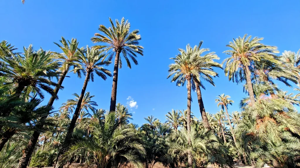 free-tour-elche-entre-palmeras-7